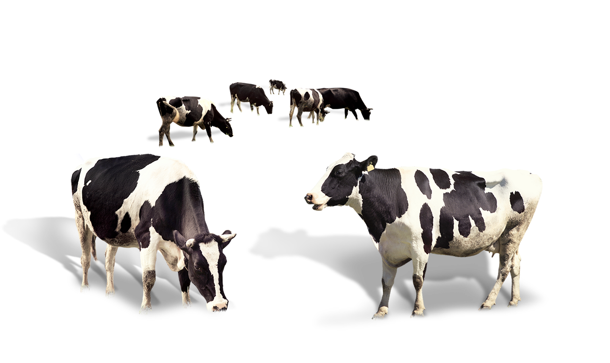 [CITYPNG.COM]HD Group Of Black & White Cows PNG - 1253x747