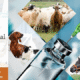 Animal Pharmaceutical Companies